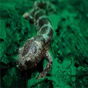 Macrophagous Gilled Larvae - Marbles FLAC