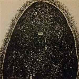 Johann Wlight - rayth FLAC