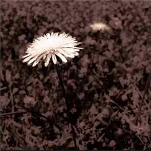 The Sepia Raven - My Greatest Fear Is To Be Forgotten FLAC