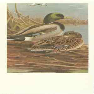 No Artist - Mallard FLAC