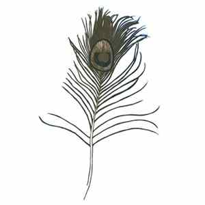 Great Peacock - Making Ghosts FLAC