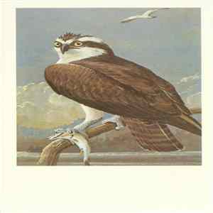 No Artist - Osprey FLAC