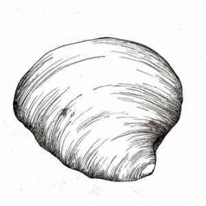 The Tumbled Sea - Melody Summer FLAC