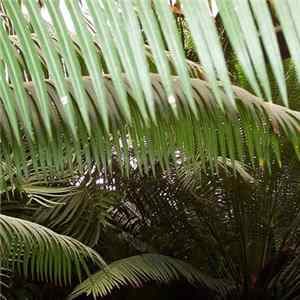 Norman W. Long - Electro​-​Acoustic Dubcology I - IV FLAC