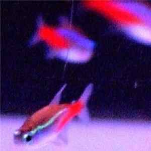 Fake Neon Insides - へようこそVirtual Aquarium FLAC