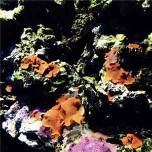Electric Sound Bath / Inner Travels - Split FLAC