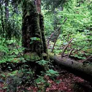 Docetism - Secondary Succession FLAC