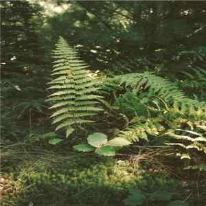 Salvatore Farina - Forever, Like This... FLAC