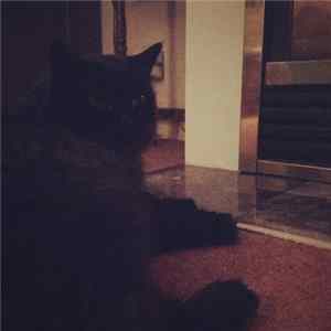 Escape - feline FLAC