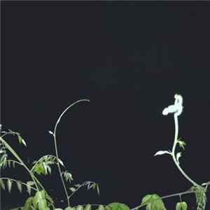 Fla.mingo - FFF FLAC