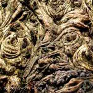 Squinancywort - Wrong FLAC