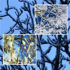 The Golden Gonk - Spittle Branches FLAC