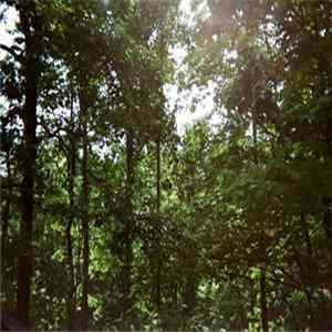 Sharks' Teeth - Temporal Spirit FLAC