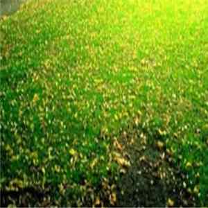 Richard Thomas - Banality FLAC
