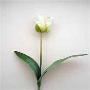 Nobuto Suda - Of White Flowers Tinged With Green FLAC