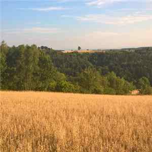 Wanderweg - Juli FLAC