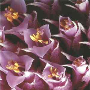 Integ2000 / Fear Tomorrow - Split CD FLAC