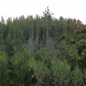 Sloth Of Gulf Coast Florida - Floridian Blkmtl Forest FLAC
