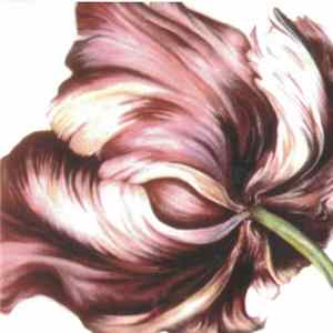 Dorsoul - Dorsoul FLAC