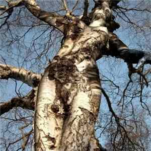 Le Menestrel - Incarnation FLAC