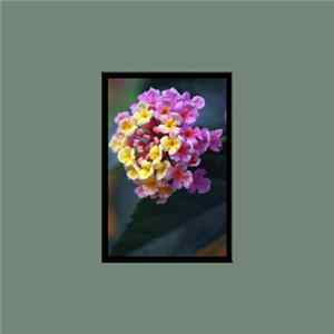 Echo Tail - Beauty In Denial FLAC