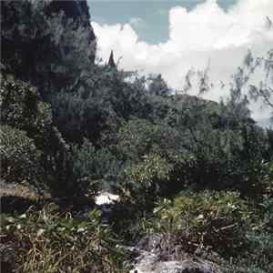 Celer - Alcoves FLAC