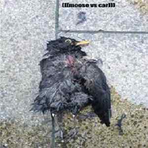 Moose Vs Car - EP FLAC
