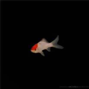 Only Rays - TJD002 FLAC