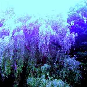 Schoolhouse Hill - ye can never pluck of the fruit of the tree of life FLAC