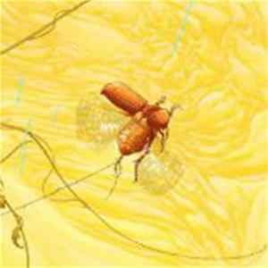 The Blinding Light - Junebug FLAC