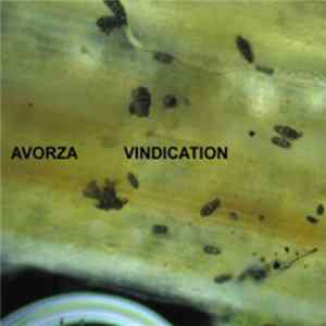 Avorza - Vindication FLAC