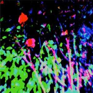 Flowers - TSA Suite FLAC