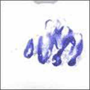 Vibracathedral Orchestra - Smash! Smash! Smash! - Live December 2004 FLAC