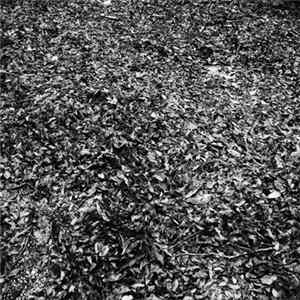 Flittering - Flittering FLAC