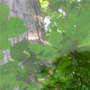 Tribe Of Astronauts - At The Edge Of The Forest FLAC